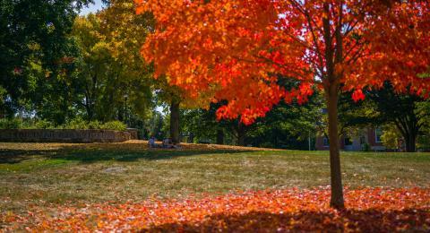 背景是坐在树下的学生，前景是秋天的树