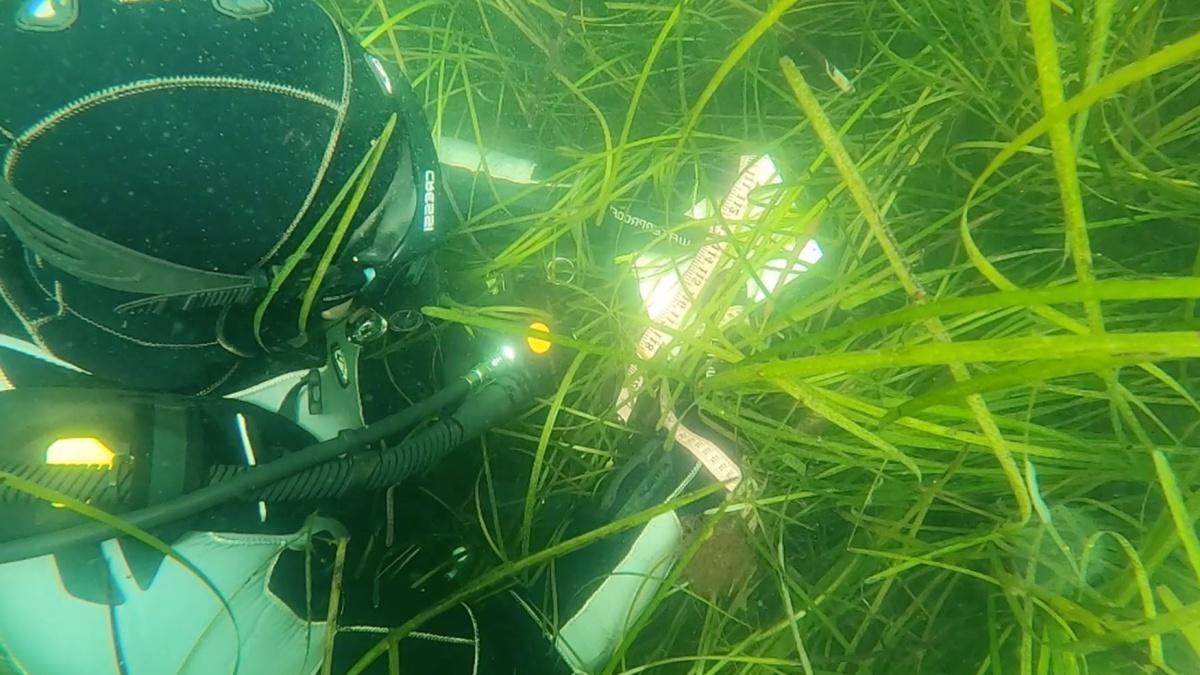 COLSA researcher Grant Milne measures the height of an eelgrass seabed while under the water